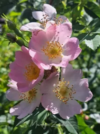 Hondsroosgroep [Rosa subsect. Caninae]